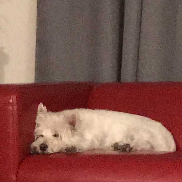 Meet your Posher, Peter - Picture 2 of 3